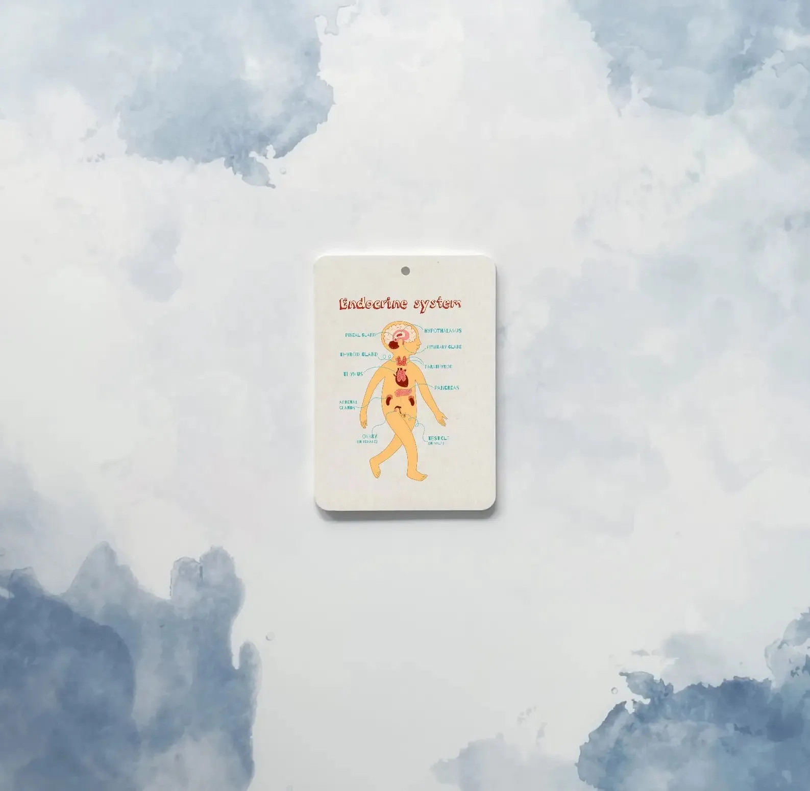 The Amazing Body   Systems Flash Cards