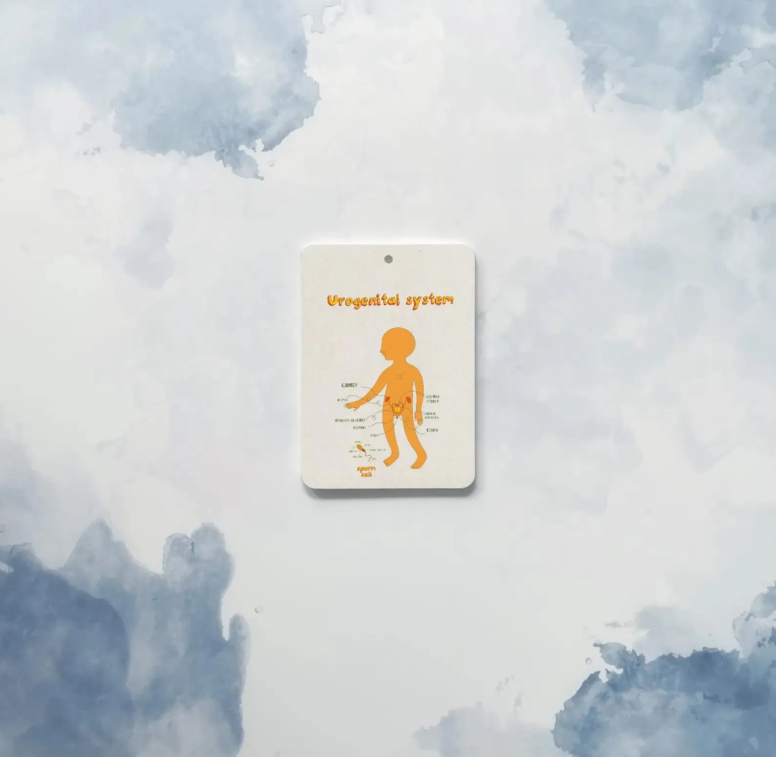 The Amazing Body   Systems Flash Cards