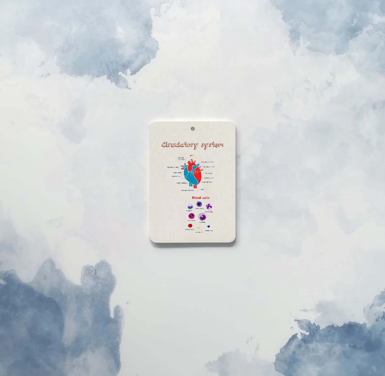 The Amazing Body   Systems Flash Cards