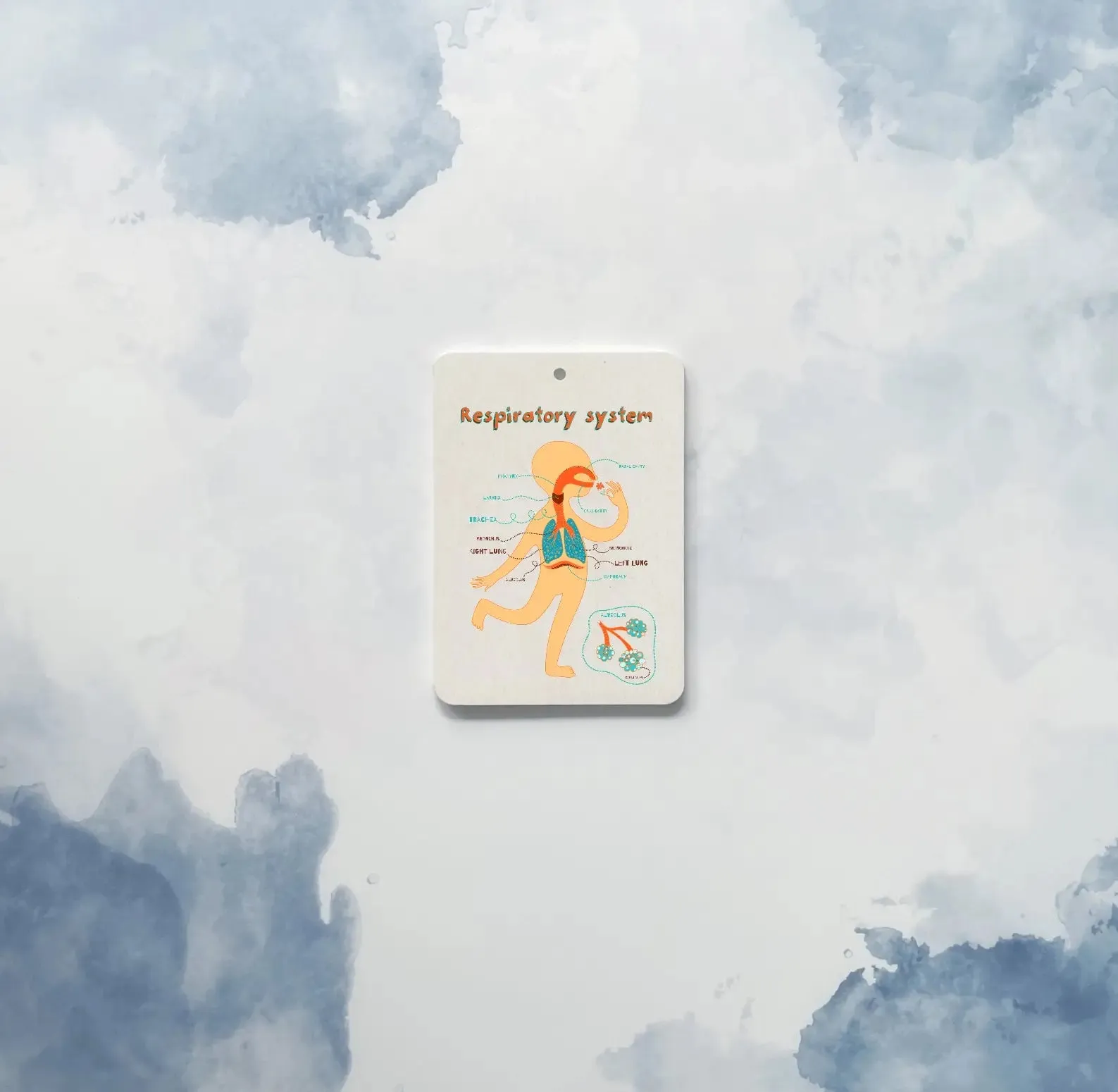 The Amazing Body   Systems Flash Cards