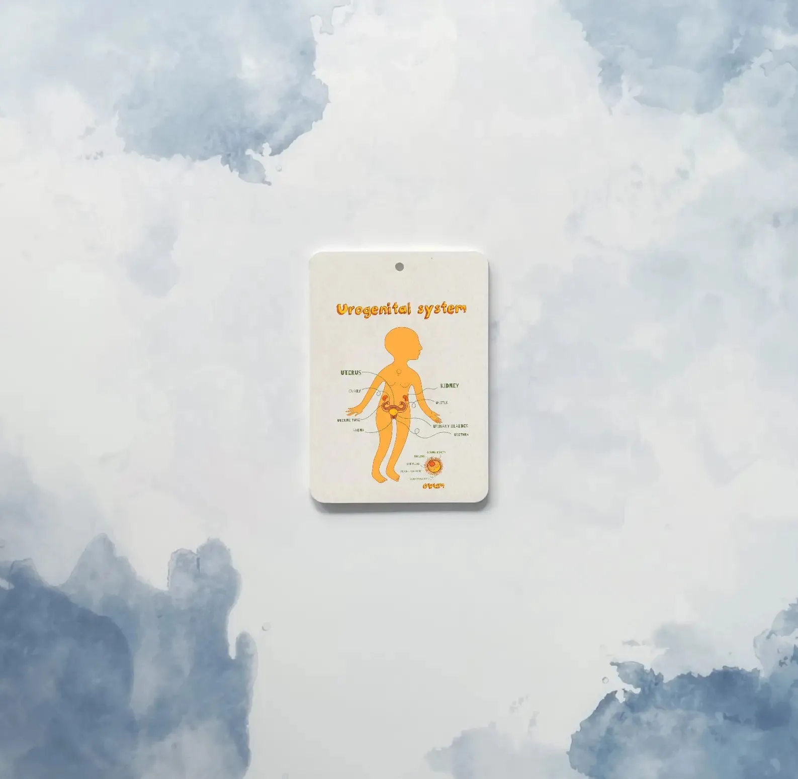 The Amazing Body   Systems Flash Cards