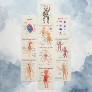 The Amazing Body   Systems Flash Cards