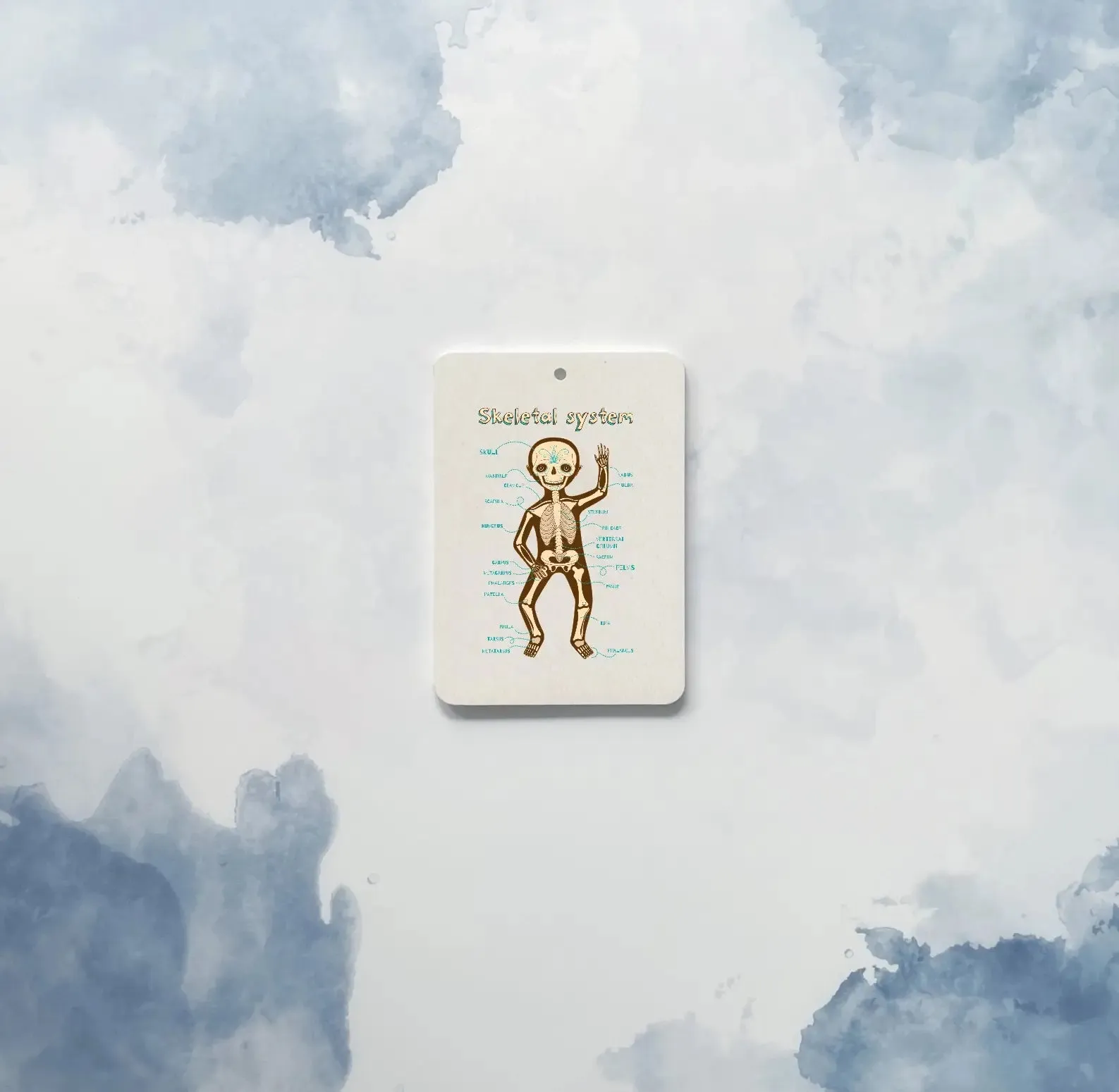 The Amazing Body   Systems Flash Cards
