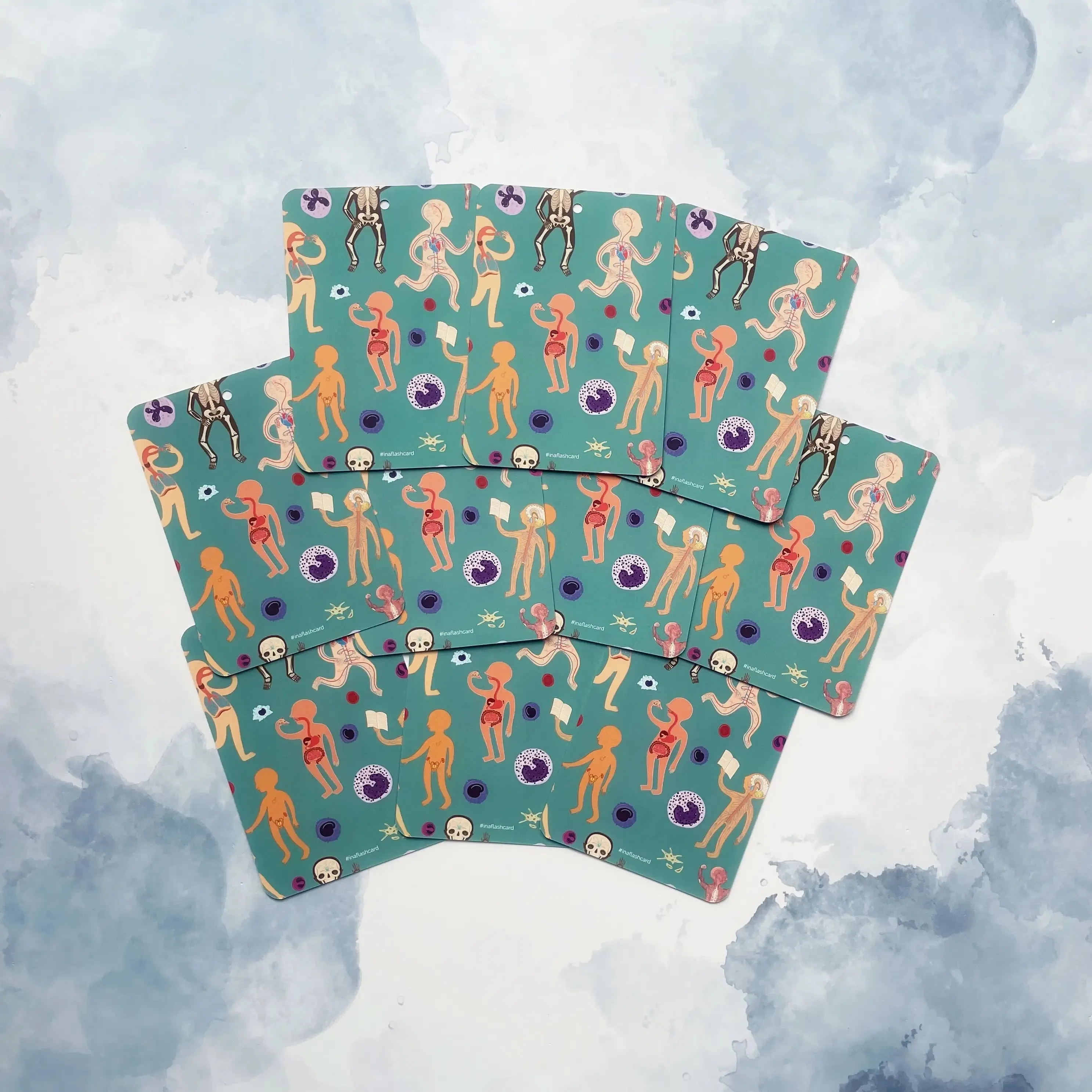 The Amazing Body   Systems Flash Cards