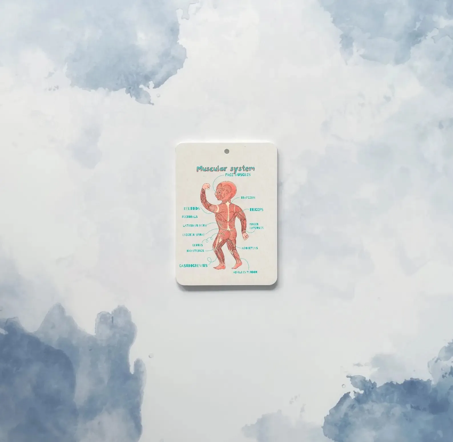 The Amazing Body   Systems Flash Cards